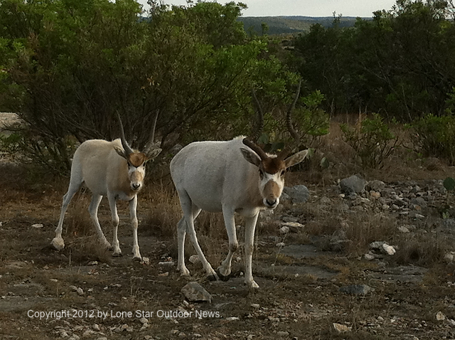 Addax