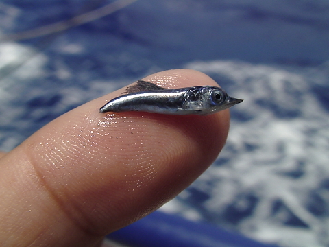 TINY BILL: Larval billfish start out very small. Photo by Dr. Jay Rooker. DSC00035