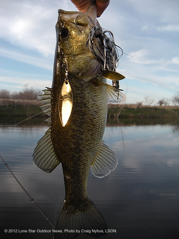 A small-pond bass caught on a spinnerbait. Photo by Craig Nyhus, LSON. DSCN1652