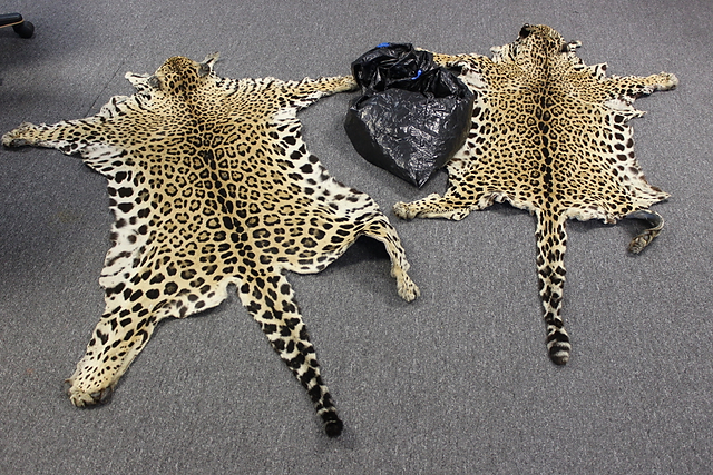 JaguarsSkins cromped