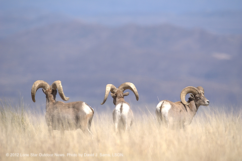 bighorns