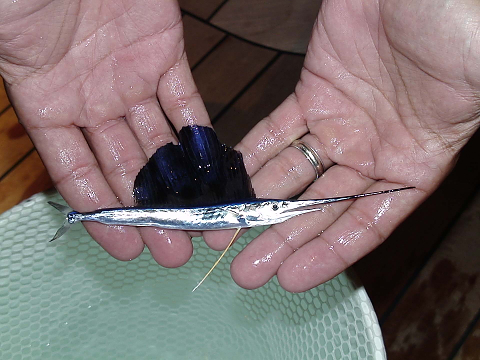 billfishbaby