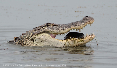 gator