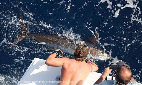 marlin