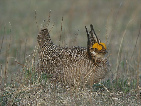 prairiechicken
