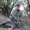 Mulie doe sprouts antlers in West Texas