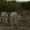 Permits for exotics to be discussed in Kerrville