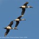 Ducks Unlimited turns 75; 12 million acres conserved