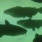Hybrid catfish: Easy to catch, hard to find