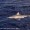 Coast Guard stops illegal gill netters