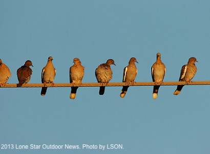 Dove hunter survey being sent