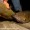 Lake Placid holds healthy population of catfish
