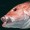 Gulf states sue for snapper control
