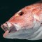 Gulf states sue for snapper control