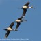 Ducks Unlimited turns 75; 12 million acres conserved
