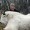 New world record mountain goat
