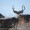 Mule Deer Foundation starting new South Texas chapter