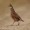 Quail decisions pushed to summer