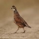 Quail decisions pushed to summer