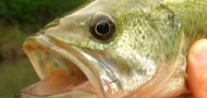 Texas Parks and Wildlife sets four goals in new management plan
