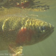A year-round rainbow trout fishery miles from Texas