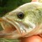 Texas Parks and Wildlife sets four goals in new management plan