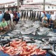 Tuna trips having major success on coast