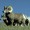 Pneumonia killing Nevada wild sheep