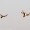 Sixteen chapters from Texas on Ducks Unlimited’s Top 100 list