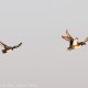 Sixteen chapters from Texas on Ducks Unlimited’s Top 100 list