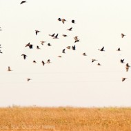 Dates set for Texas bird season