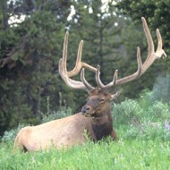 Elk Hunt Forecast for 2010