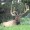 Elk Hunt Forecast for 2010