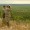 TPW: Drought still affecting turkey season