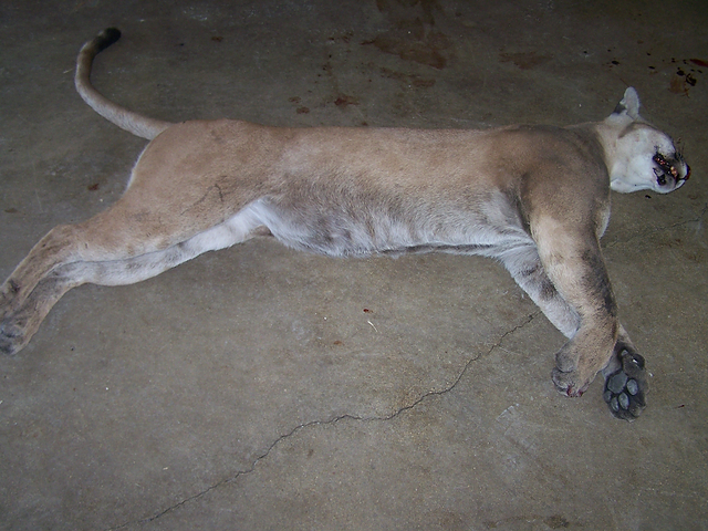 roadkill