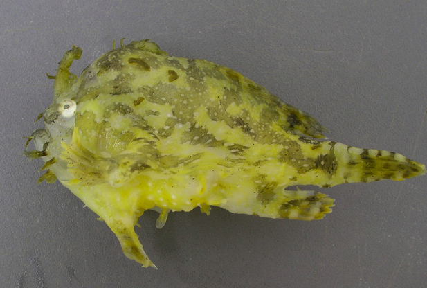 sargassumfish