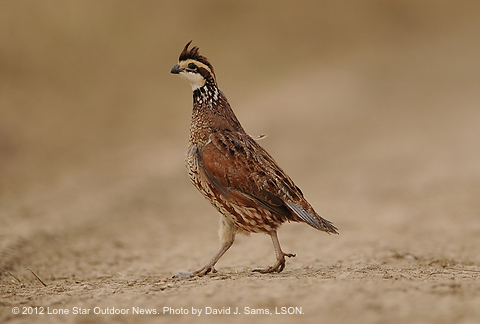 QUAIL