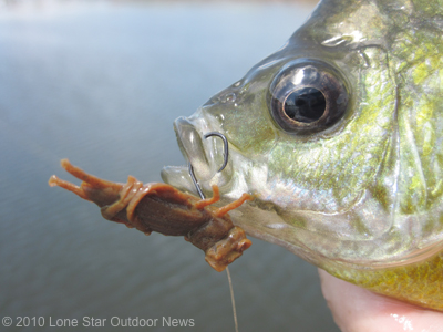 Bluegill-circle-hooks
