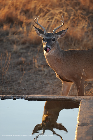DEER_DOUGHTTXI_2_6164