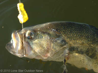 Lake-Fork-more-trophies