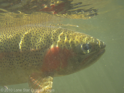Oklahoma-trout-fishing