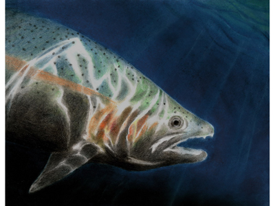 http://www.lsonews.com/images/stories/fishing/State-Fish-anh_thu_do.jpg