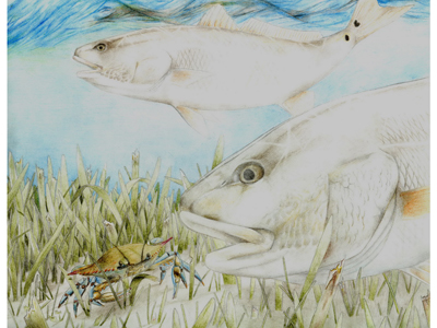 His artwork of redfish won  
Brady King, a homeschooled student from Livingston, first place among  
seventh-, eighth- and ninth-graders in the 2010 State-Fish Art Contest.