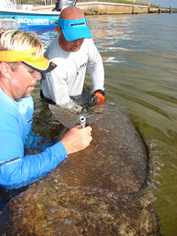 BIG FISH, BIG STAR: “Penn’s Big Water Adventures” host Mark Davis, left, vents a goliath grouper in Boca Grande, showing viewers not only where and how to catch fish and also offer conservation tips. Photo by Commonwealth Productions.