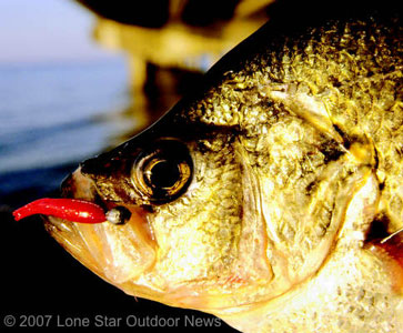 Searching for slabs: West Texas lakes have been producing big crappie, and some little-known lakes provide the best action. Photo by David J. Sams.