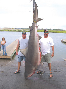 Randy Rickerson of Corpus Christi caught a nine-foot, 513-pound bull shark in the bay near Port Aransas. It could be the new Texas state record.
