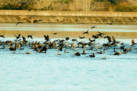 Fish stealers: Double-crested cormorant control permits numbers are less than expected, 121 permits in 2007, but landowners feel they are helping them keep the fish-eaters away from their ponds.