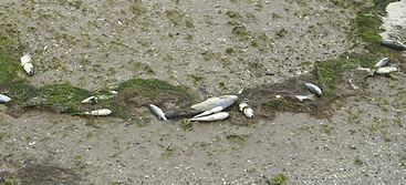 fish_kill1