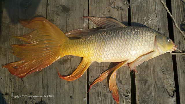 TOO BIG FOR A BOWL: John Wiseman caught this 7-pound goldfish on Lake Tawakoni using a dough bait made from Big Red and Wheaties. Photo by John Wiseman. goldfish