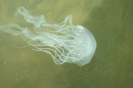 Tingling tentacles: Jellyfish, like this sea nettle, are bringing their stings to coastal fishermen this summer, and most are wading with long pants or waders and carrying sting remedies on their boats.